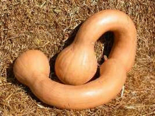 Dutch Crookneck Pumpkin Winter Squash Vegetable Seeds