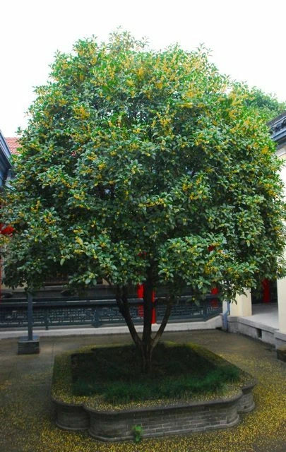 Osmanthus Fragrans Yellow – Flower Seeds