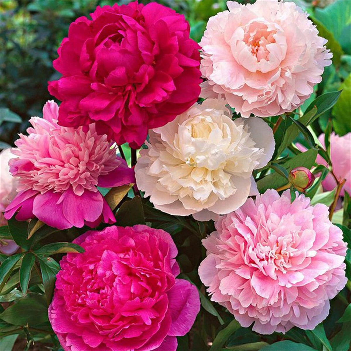 Peony Paeonia Lactiflora – Perennial Garden Flower Seeds