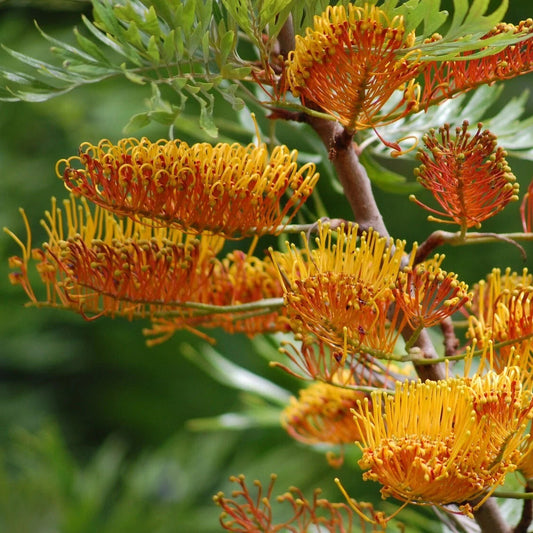 Southern Silky Oak Grevillea Robusta Ornamental Tree Seeds