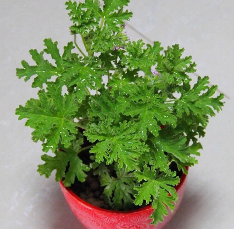Citronella Lemon Balm Perennial Herb Seeds