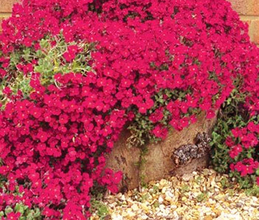 Aubrieta Rock Cress Cascade Red Aubrieta Hybrida – Colorful Garden Flower Seeds