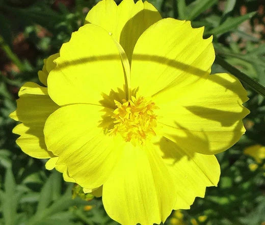 Cosmos Sulphur Ladybird Yellow Dwarf Cosmos Sulphureus – Compact Flower Seeds