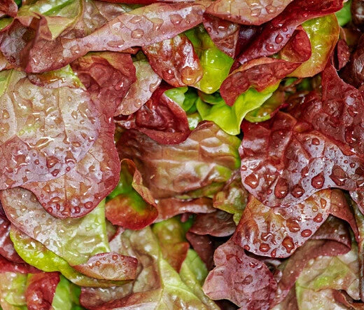 Lettuce Romaine Cimarron Red Lactuca Sativa – Vegetable Garden Seeds