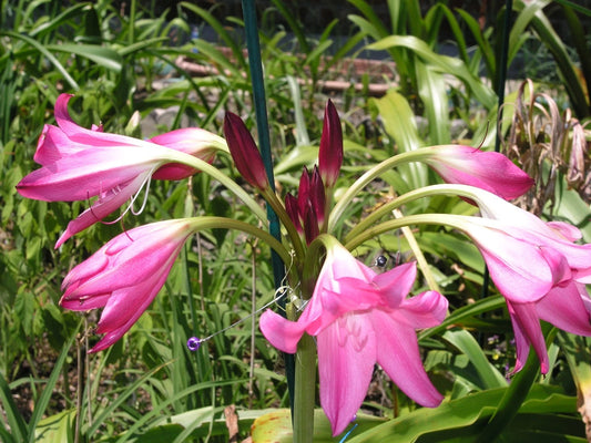 Crinum Lily Birthday – Garden Flower Seeds