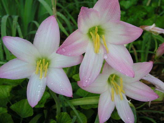 Rain Lily Habranthus Robustus Zephyranthes - Flower Seeds