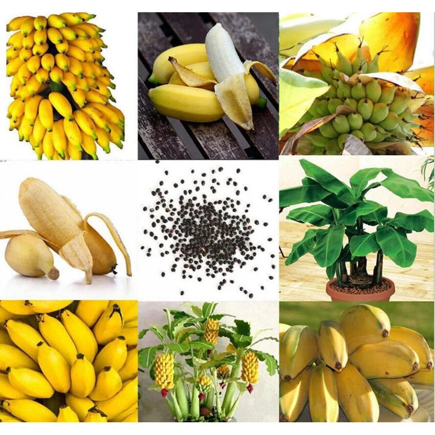 Ornamental Banana Tree Dwarf Perennial Garden Plant Seeds