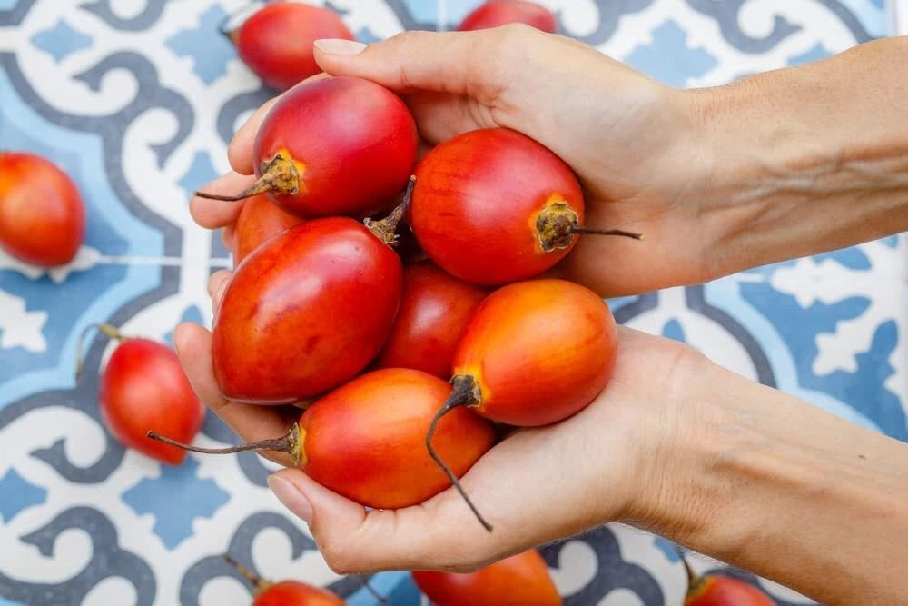 Tomato Tree Seeds For Planting Tamarillo Cyphomandra Betacea – Hardy Fruit Tree Seeds