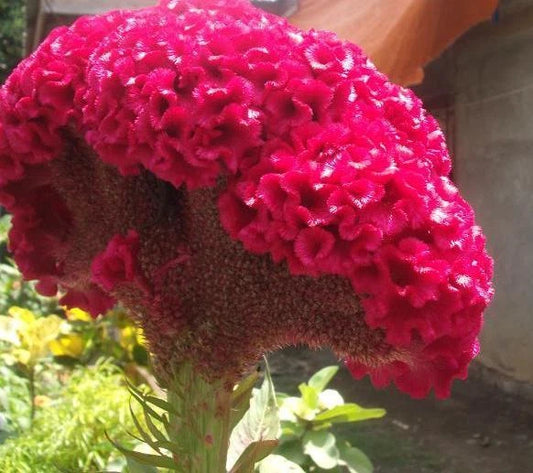 Pink Cockscomb Celosia Cristata Garden Flower Seeds