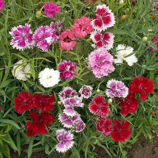 Chinese Pinks – Colorful Wildflower Garden Seeds