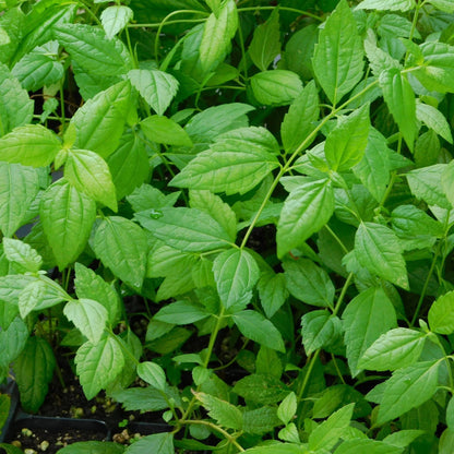 Mexican Dream Herb Calea Zacatechichi – Flowering Herb Seeds
