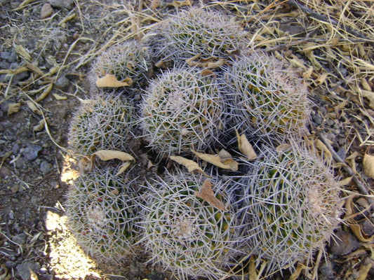 Mammillaria Nejapensis Decorative Cactus Garden Seeds