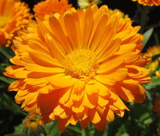 Calendula Pot Marigold Calendula Officinalis – Garden Flower Seeds