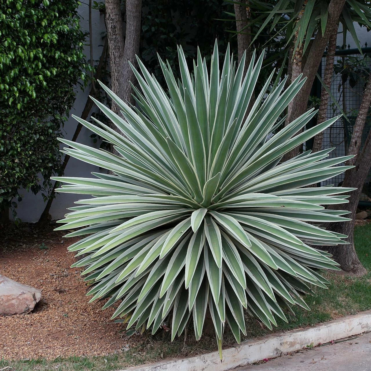 Agave Angustifolia Marginata – Hardy Succulent Plant Seeds