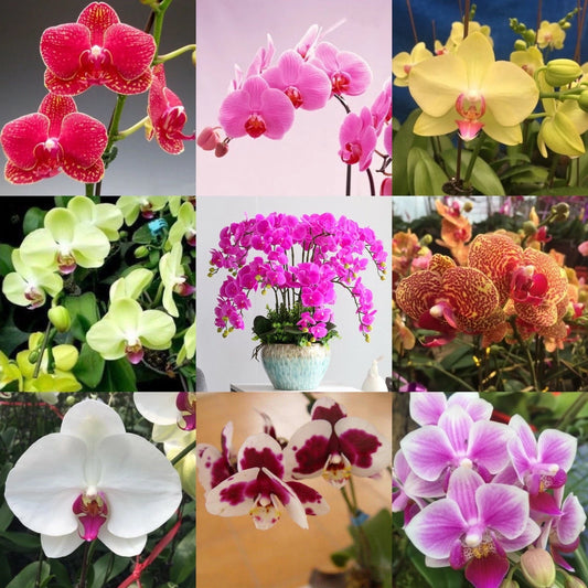 Phalaenopsis Moth Orchid – Perennial Bonsai Flower Seeds