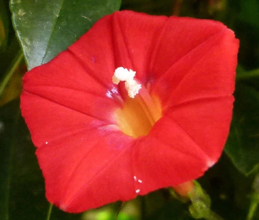 Cardinal Climber Ipomoea Multifida Climbing Garden Flower Seeds