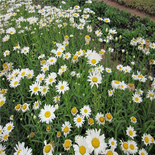 Marguerite Alaska Chrysanthemum Leucanthemum – Perennial Flower Seeds