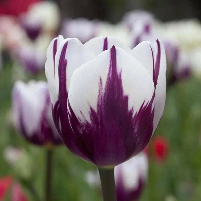 Tulip Seeds – Bonsai, Garden Flower Seeds