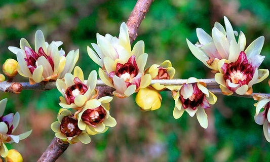 Wintersweet Chimonanthus Praecox Fragrant Hardy Shrub Flower Seeds