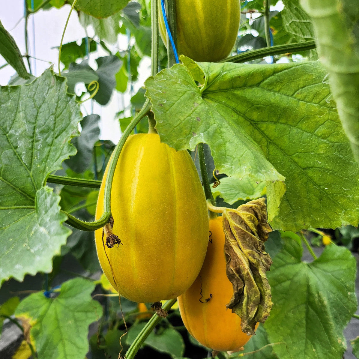 Korean Early Silver Line Melon Seeds for Planting – Heirloom, Non-GMO, Early-Maturing Asian Melon Variety