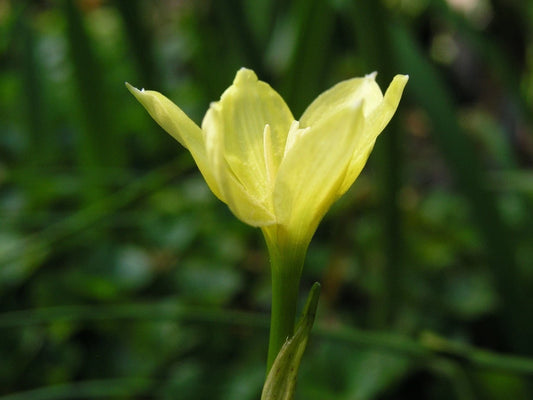 Rain Lily Zephyranthes Jonesii Cooperia Jonesii New - Flower Seeds