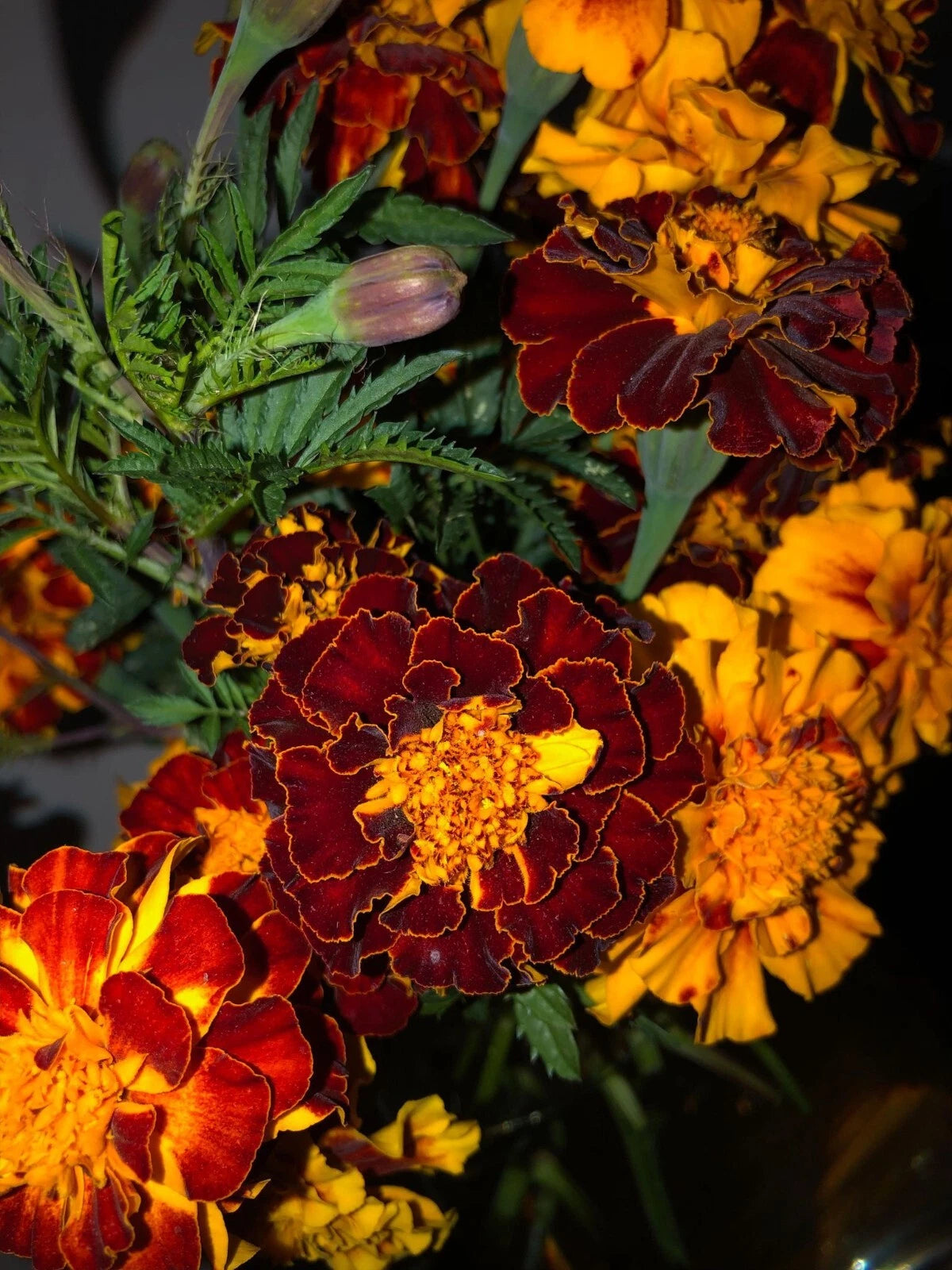 French Marigold Red Orange Mix Colorful Garden Flower Seeds