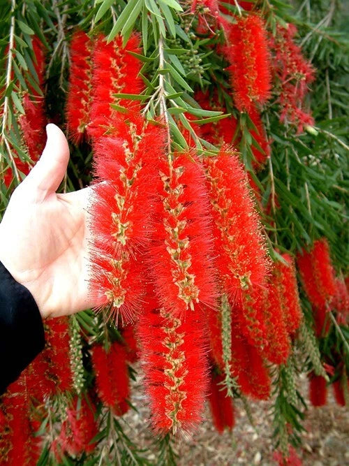 Callistemon Viminalis , Flower Seeds for Planting