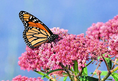 Native Swamp Milkweed Seeds for Planting Asclepias incarnata
