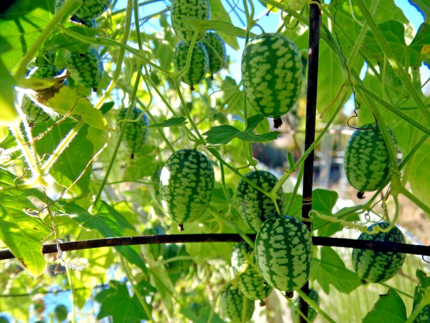 Mexican Sour Gherkin – Climbing Vegetable Garden Seeds