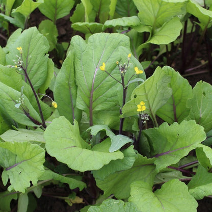 Asian Yu Choy Choi Sum – Chinese Flowering Cabbage Vegetable Seeds