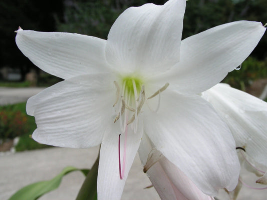 Crinum Lily Southern Snowball Large Blooming-Size Bulb - Flower Seeds