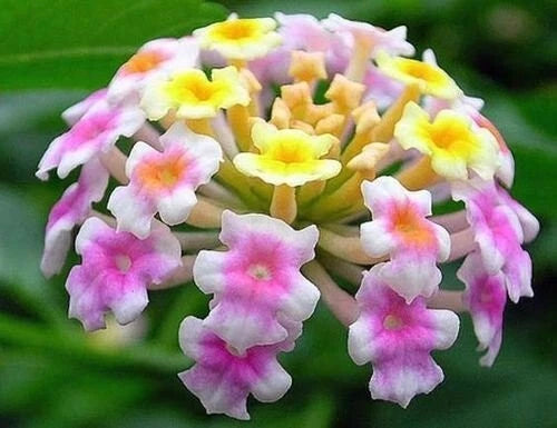Lantana Camara Fragrant Verbena Shrub Flower Seeds