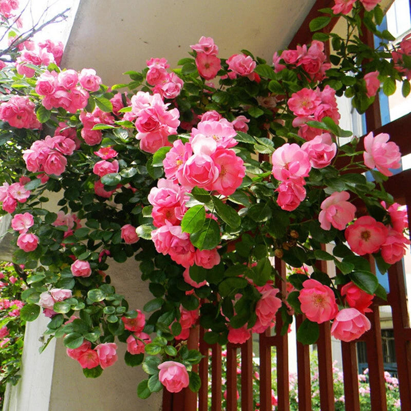 Climbing Rose Mix Color – Trellis Climbing Flower Seeds