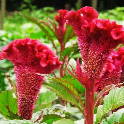 Mix Plumed Cockscomb – Mixed Herb Seeds