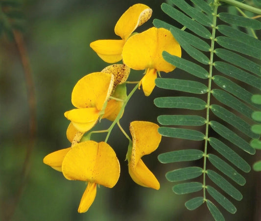 Sesbania Bispinosa Seeds Edible Multi Purpose Shrub Prickly Seban Flower Seeds for Home and Garden