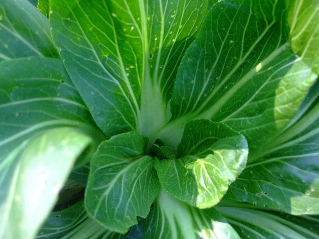 Feng Qing Choi – Garden Flower Seeds for Planting