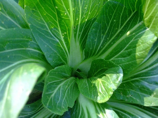 Feng Qing Choi – Garden Flower Seeds for Planting