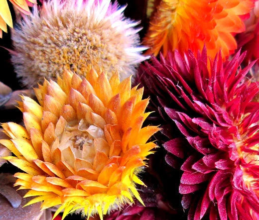Strawflower Helichrysum Monstrosum Colorful Garden Flower Seeds