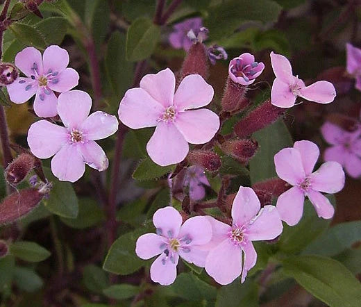 Pink Rock Soapwort Saponaria Ocymoides – Ground Cover Flower Seeds