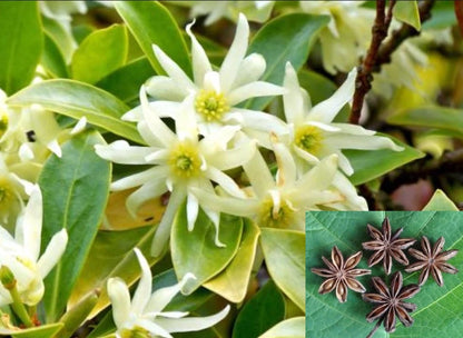 Chinese Star Anise Illicium Verum Fragrant Shrub Tree Seeds
