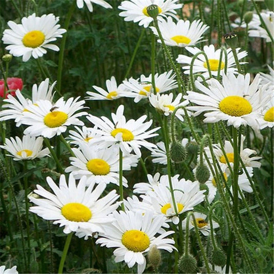 Marguerite Alaska Chrysanthemum Leucanthemum – Perennial Flower Seeds