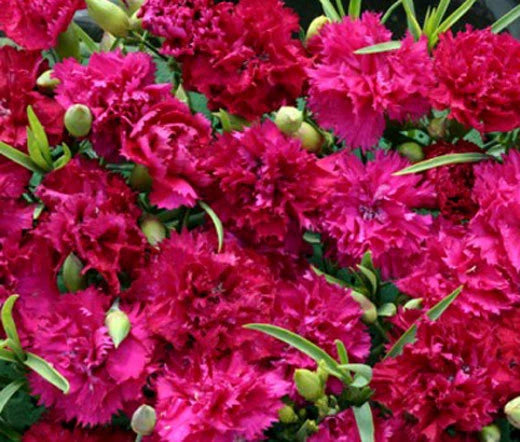 Carnation Dianthus Caryophyllus – Chabaud Magenta Flower Seeds