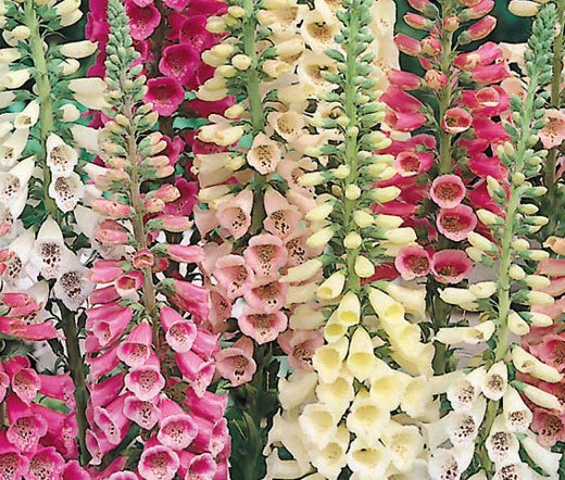 Foxglove Excelsior Mix Digitalis Purpurea – Hardy Garden Flower Seeds