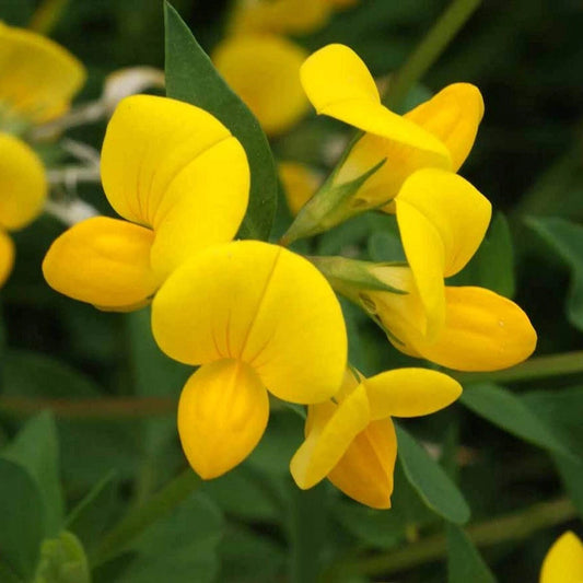 Birds Foot Trefoil – Hardy Wildflower Garden Seeds