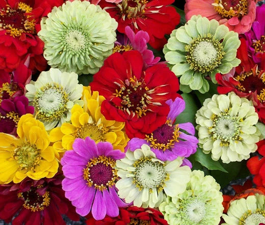 Zinnia Elegans – Mixed Color Garden Flower Seeds