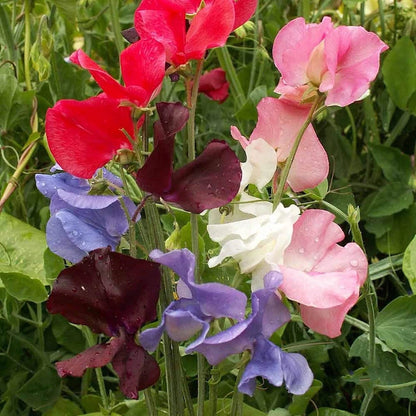 Early Multiflora Mixed Sweet Pea Lathyrus – Climbing Wildflower Garden Seeds