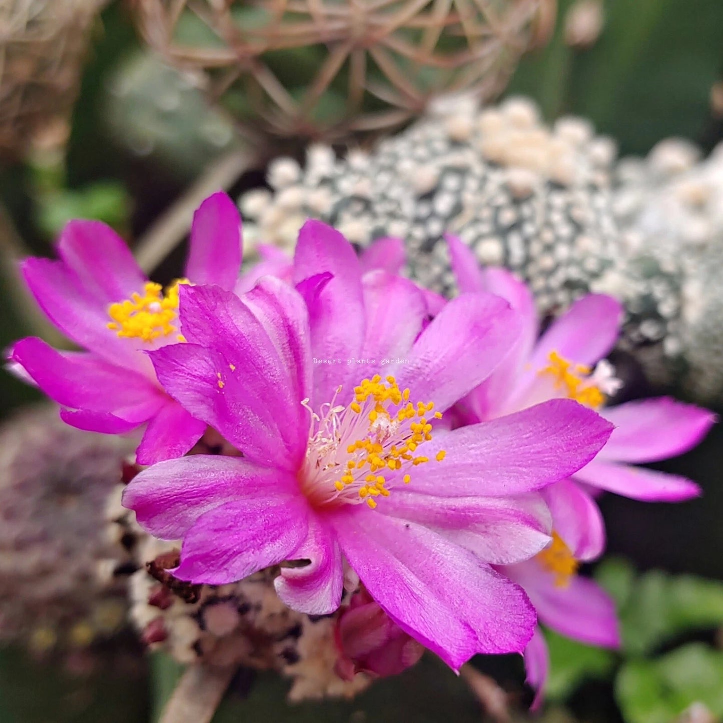 Ariocarpus Kotschoubeyanus – Hardy Cactus Garden Seeds