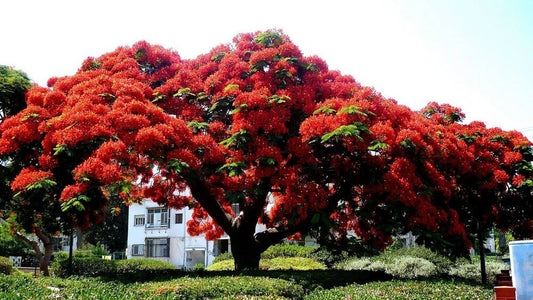 Royal Poinciana Delonix Regia Flowering Canopy Tree Seeds