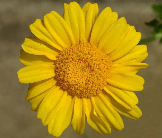 Daisy Garland Chrysanthemum Coronarium – Hardy Garden Flower Seeds
