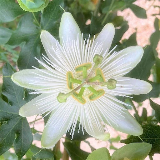 Passiflora Subpeltata White Passion Flower Vine Seeds